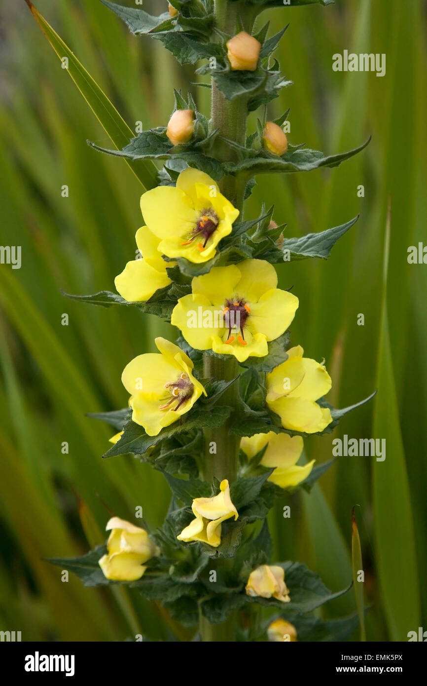 Königskerze (Verbascum Spec), Kapregion, Südafrika Stockfoto