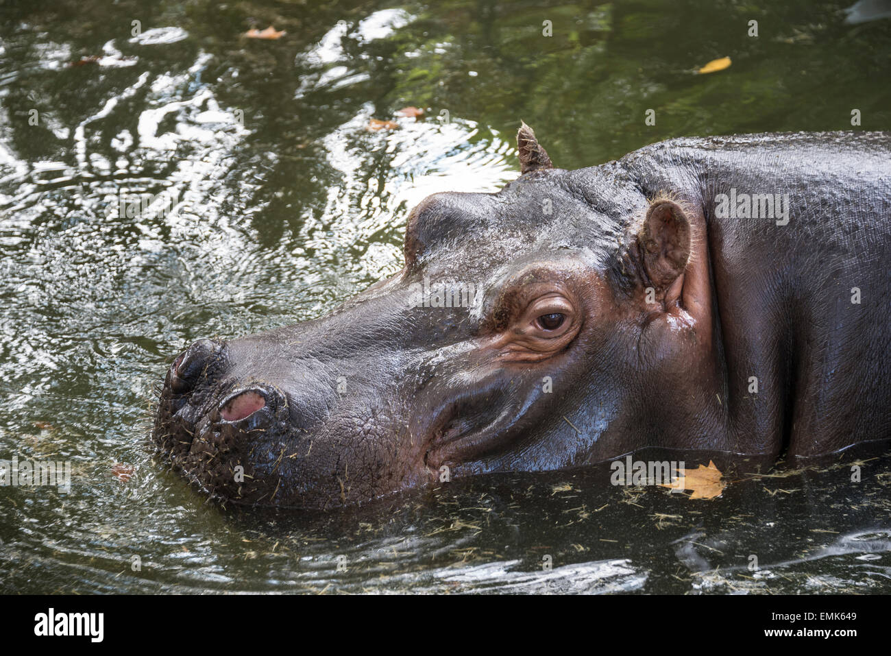 Flusspferd (Hippopotamus Amphibius) im Wasser, Zoo, Rom, Italien Stockfoto