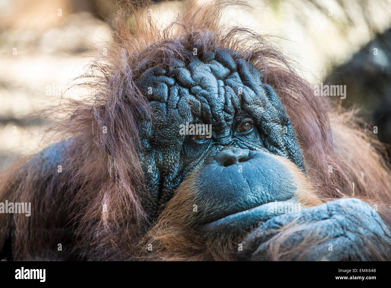 Orang-Utan (Pongo), Reife Frauen, suchen nachdenklich, Zoo, Rom, Italien Stockfoto