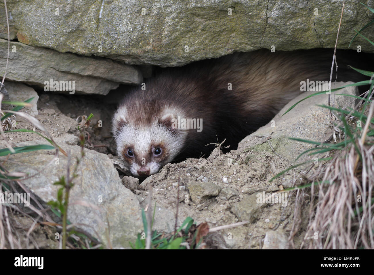 Europäischer Iltis (Mustela Putorius) in Felsspalt, Niederösterreich, Österreich Stockfoto