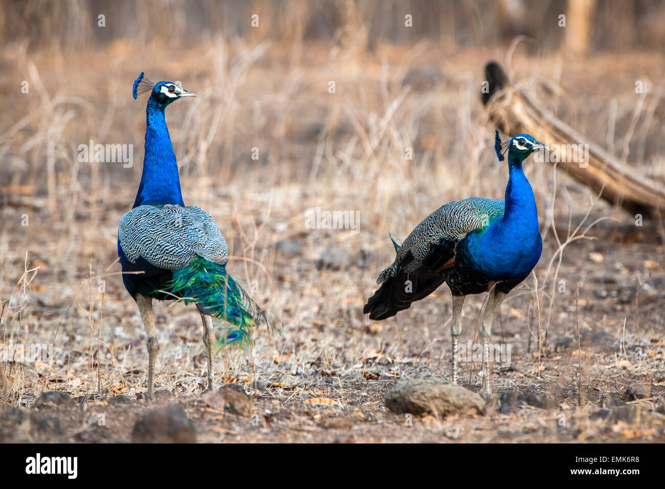 Indischen Pfauen (Pavo Cristatus), Männchen, Sasan Gir, Gir Forest National Park, Gujarat, Indien Stockfoto