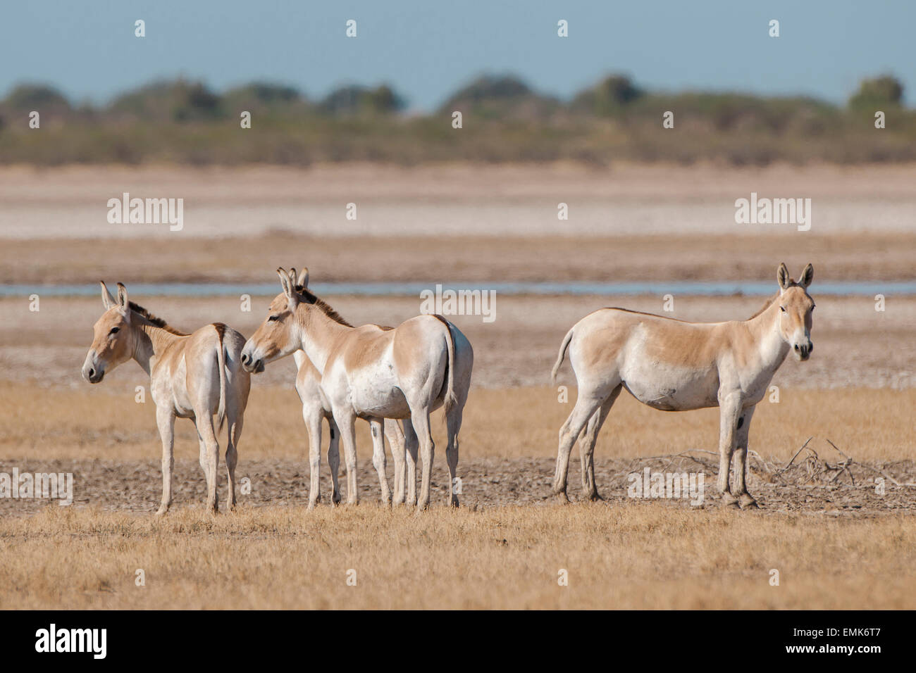 Onager oder asiatische wilde Esel (Equus Hemionus), gefährdete Arten in glühende Hitze, wenig Rann Of Kutch, Gujarat, Indien Stockfoto