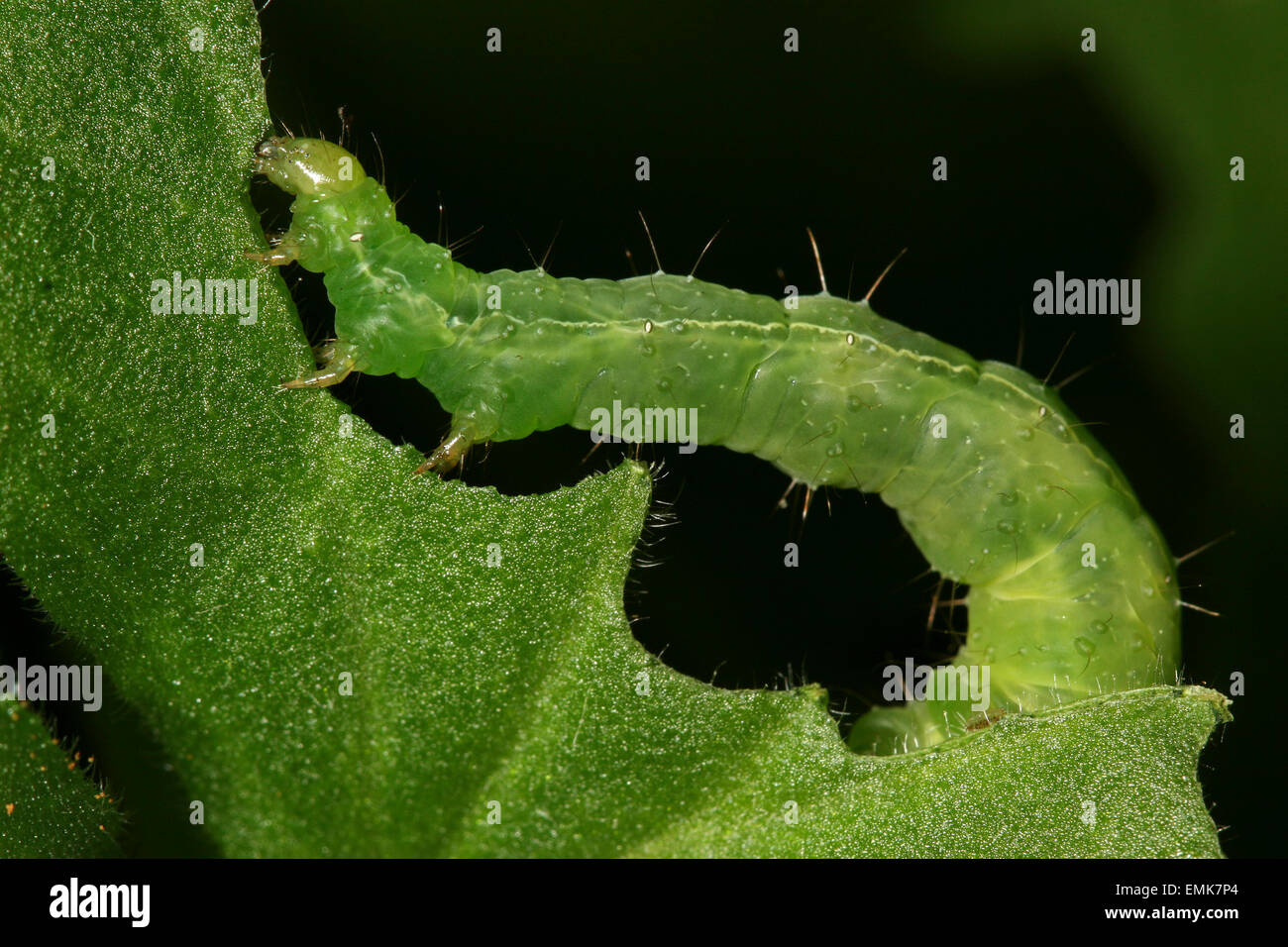 Grüne Raupe (Lepidoptera) Fütterung auf einem Blatt, Deutschland Stockfoto
