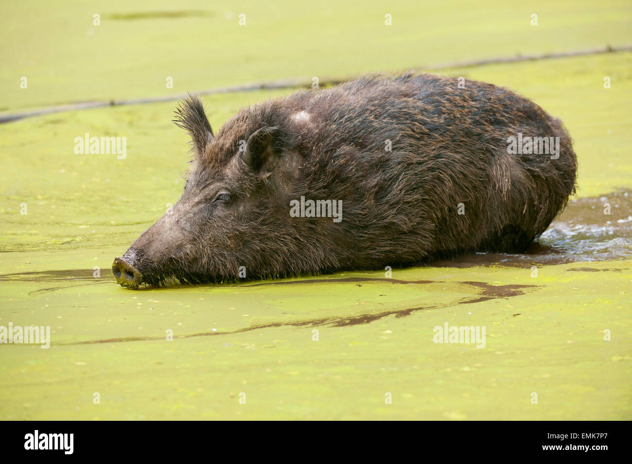 Wildschwein (Sus Scrofa) über einen flachen Teich, Gefangenschaft, Hessen, Deutschland Stockfoto