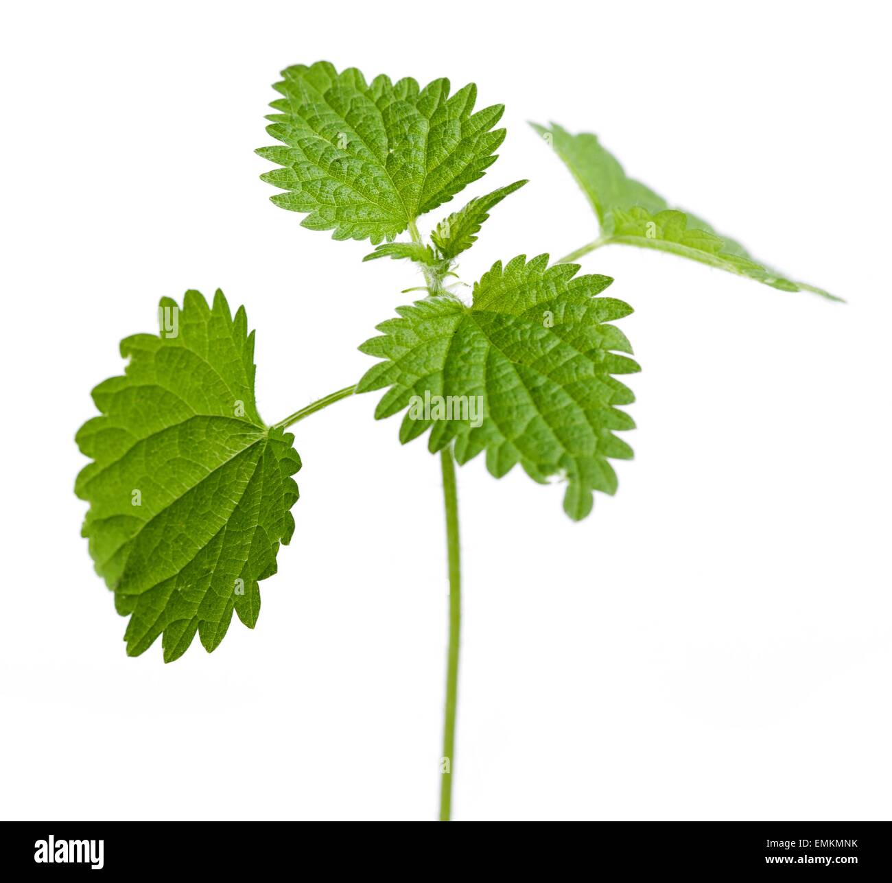 Urtica Dioica, stinkenden Brennessel Pflanze Blätter Stockfoto