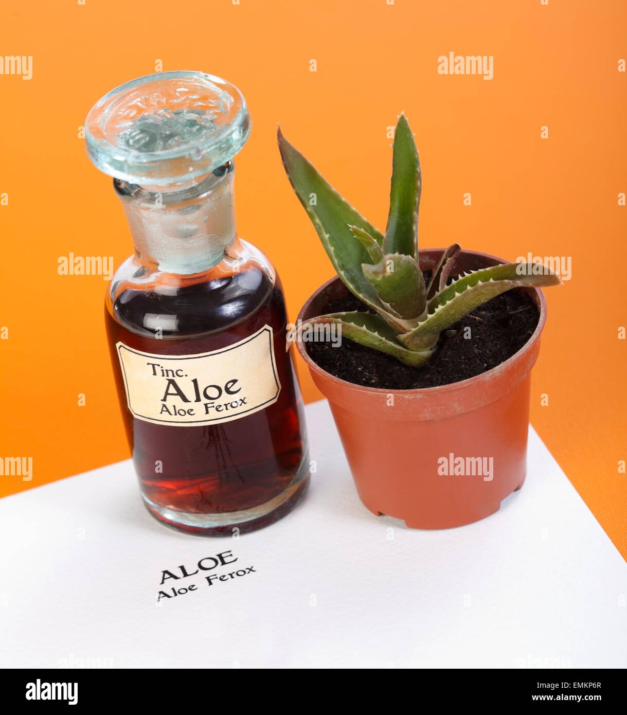 Aloe Ferox Pflanze, extrahieren ind Flasche auf technisches Datenblatt Stockfoto