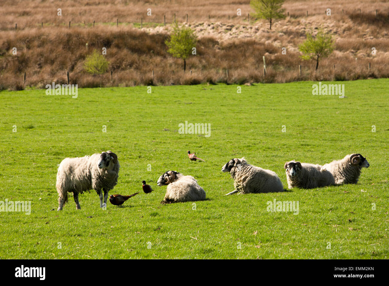 Großbritannien, England, Lancashire, Trog von Bowland, Marshaw, Fasane unter Schaf im Bereich Stockfoto
