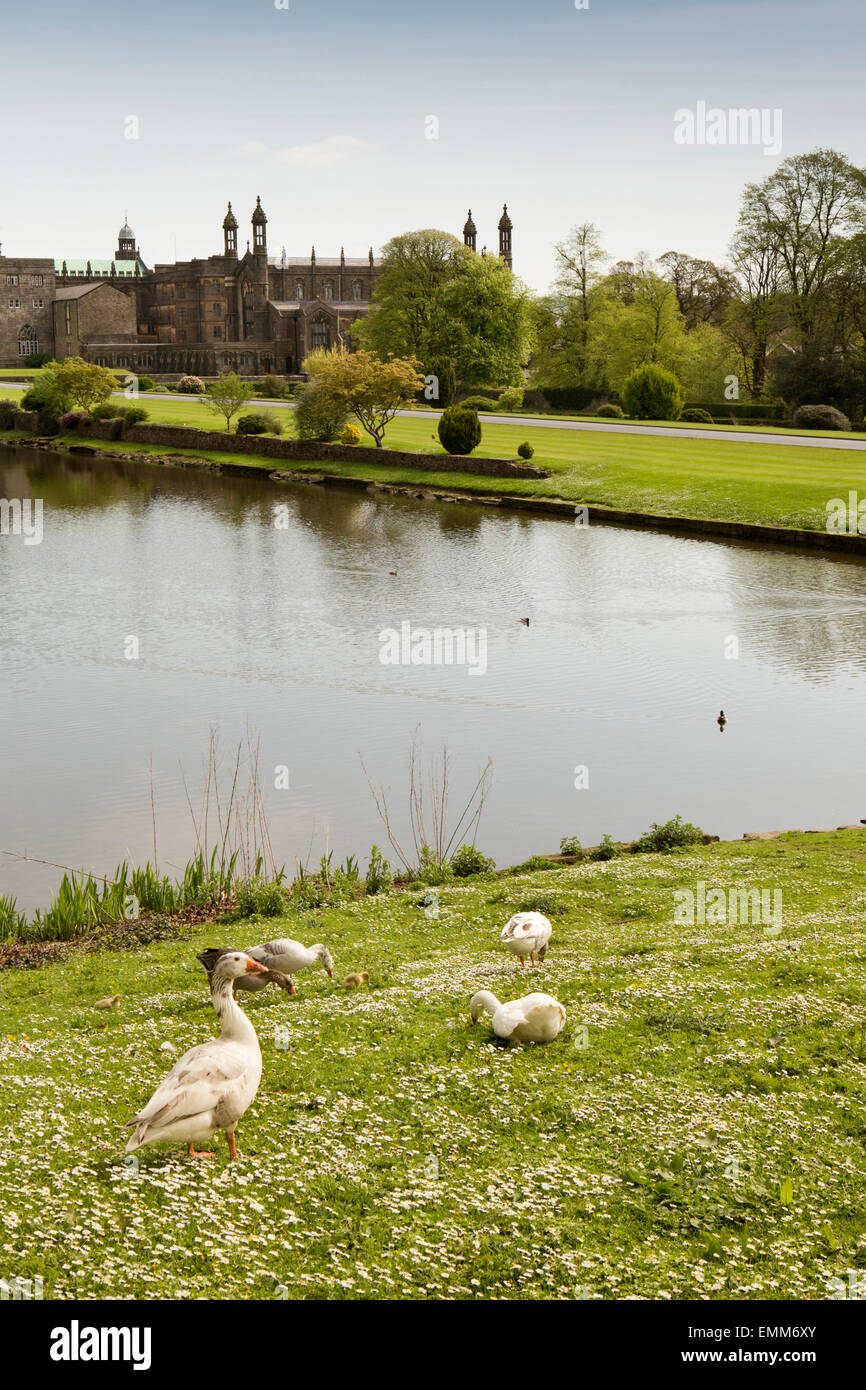 Großbritannien, England, Lancashire, Ribble Valley, Hurst Green, Enten am Stonyhurst Catholic College See Stockfoto