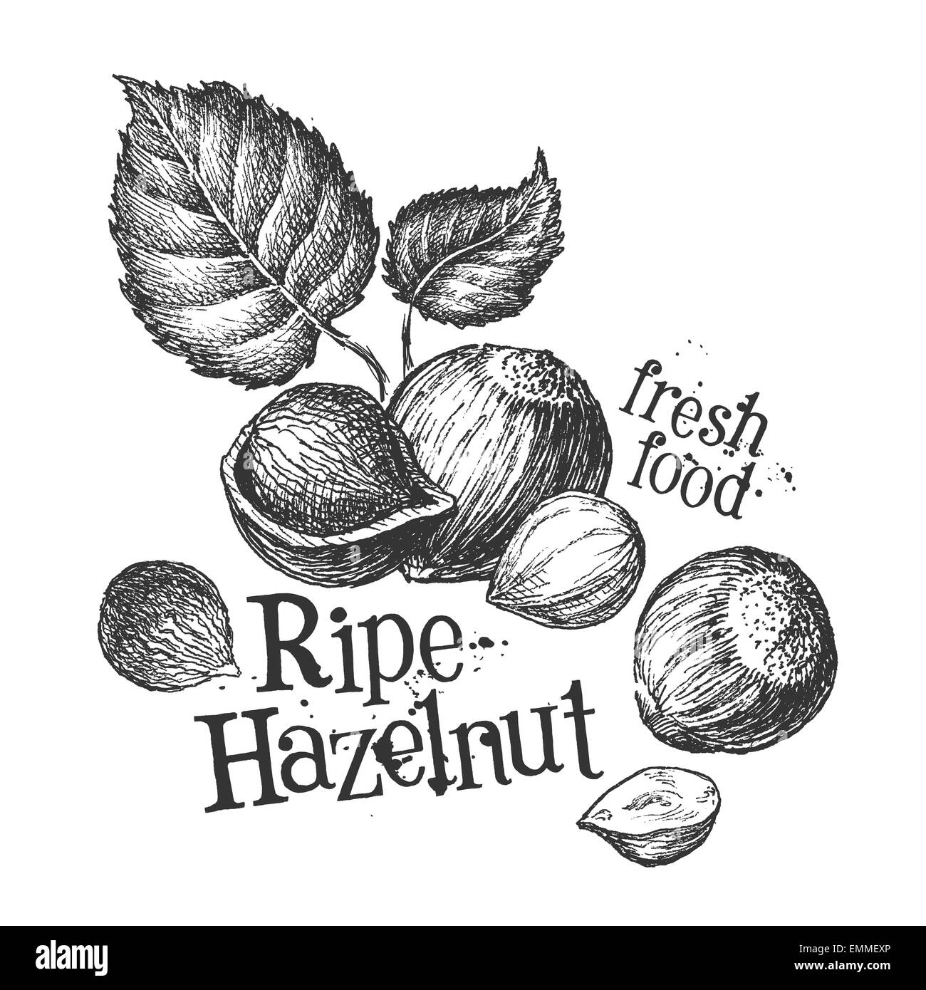Pinienkerne, Haselnüsse auf einem weißen Hintergrund. Skizze Stockfoto