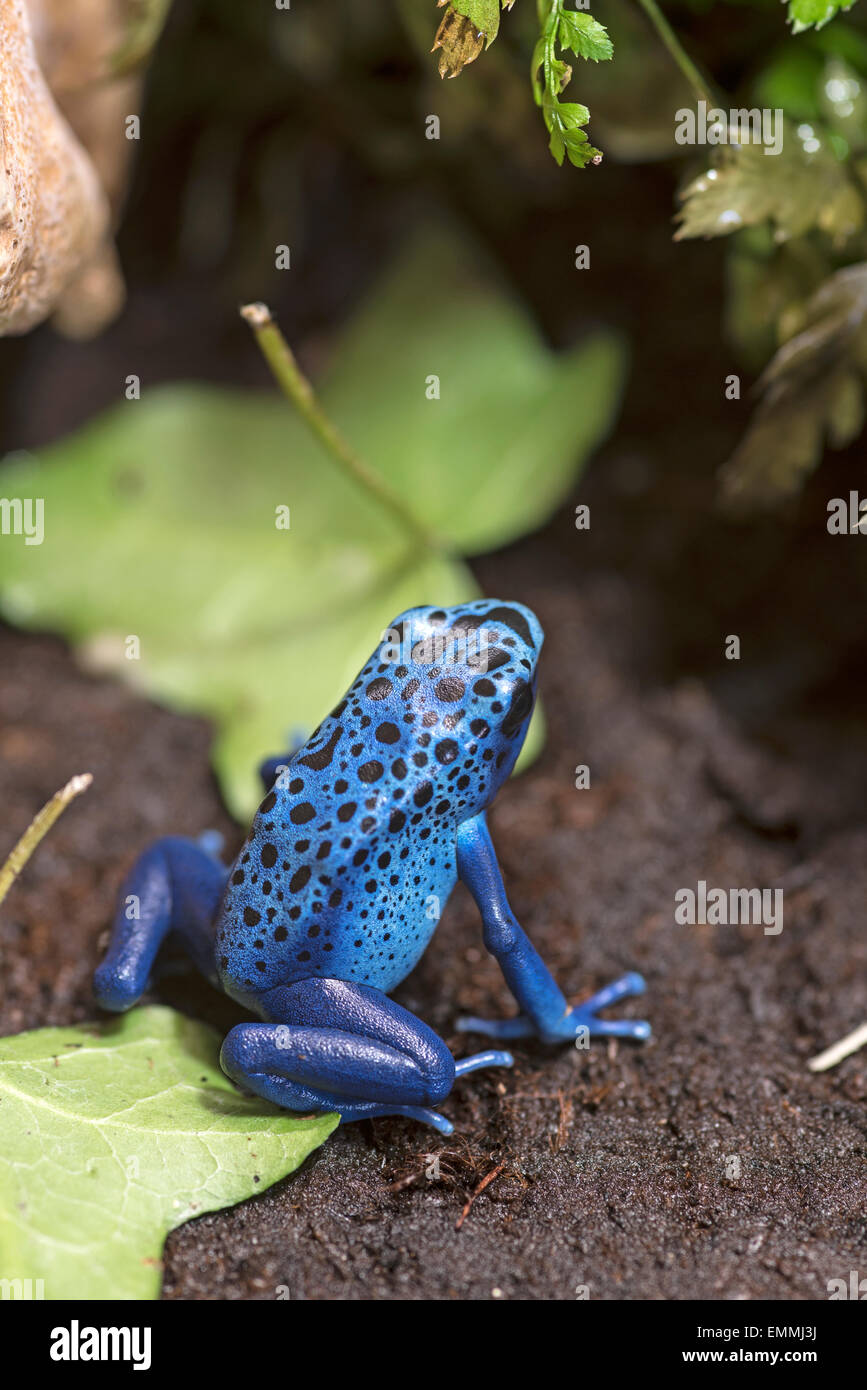 Blue Poison Frog Stockfoto