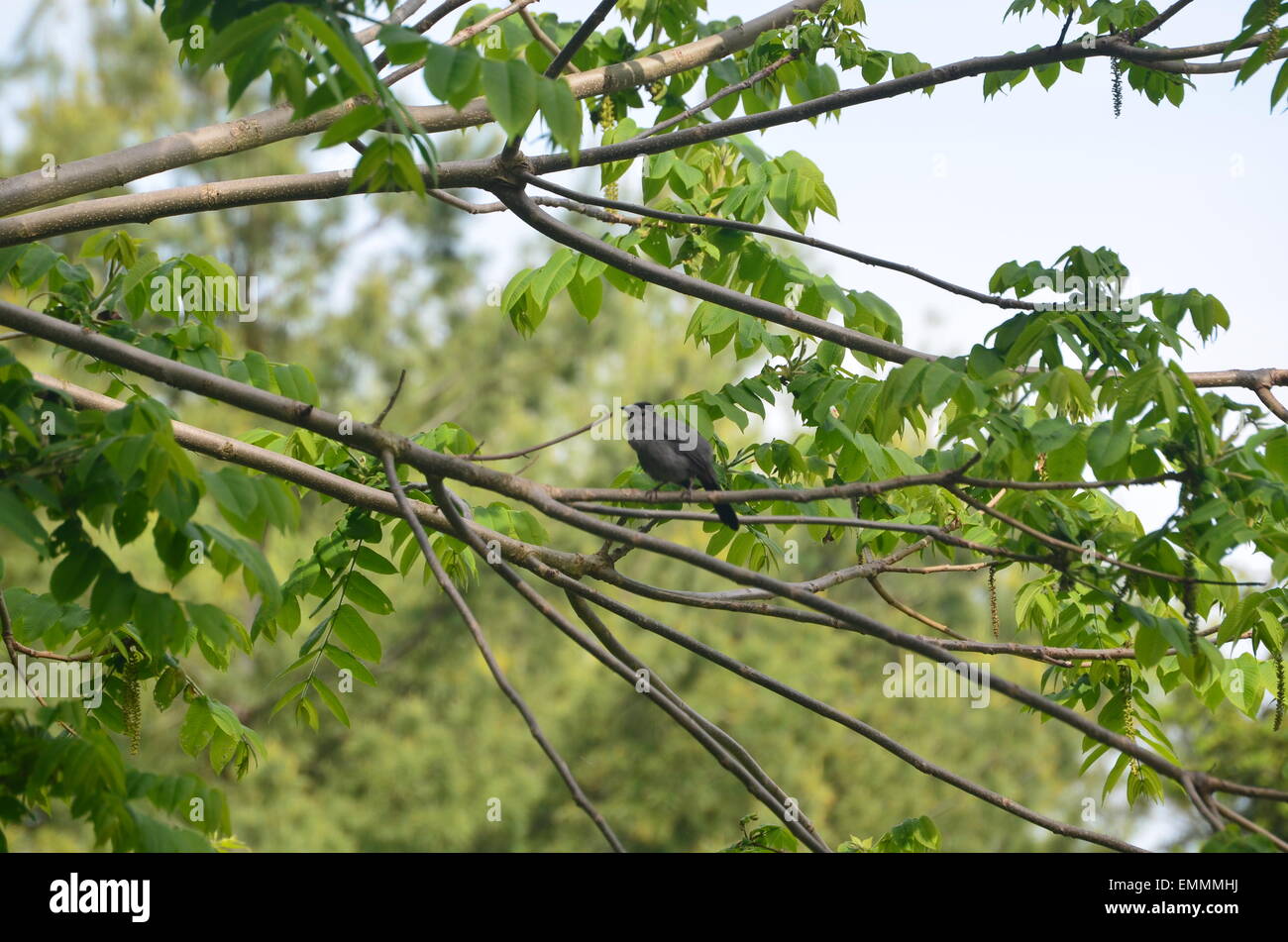 Katze Vogel Stockfoto