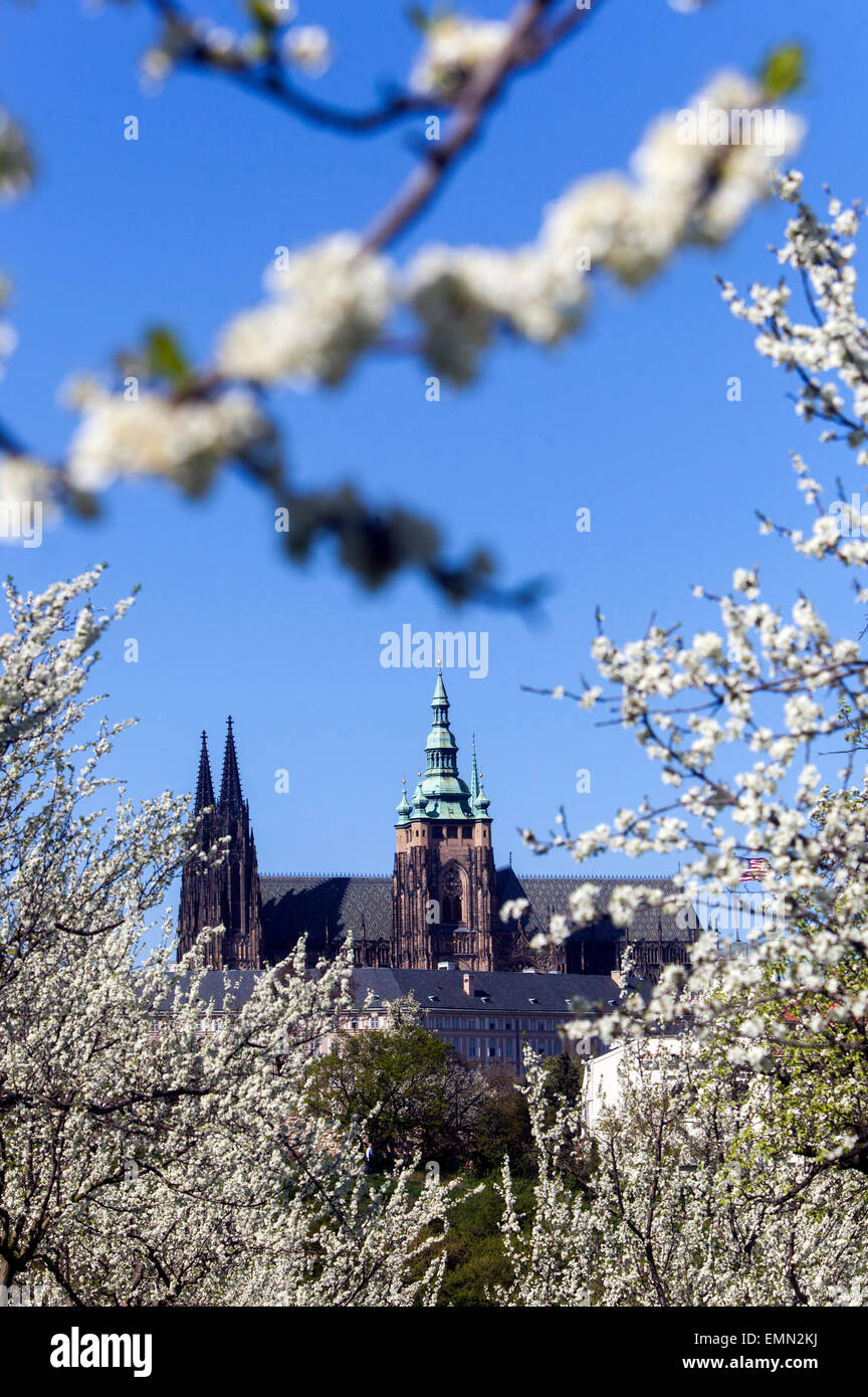 Prager Frühlingsburg in weiß blühenden Kirschbaum Europa Burgen Stockfoto