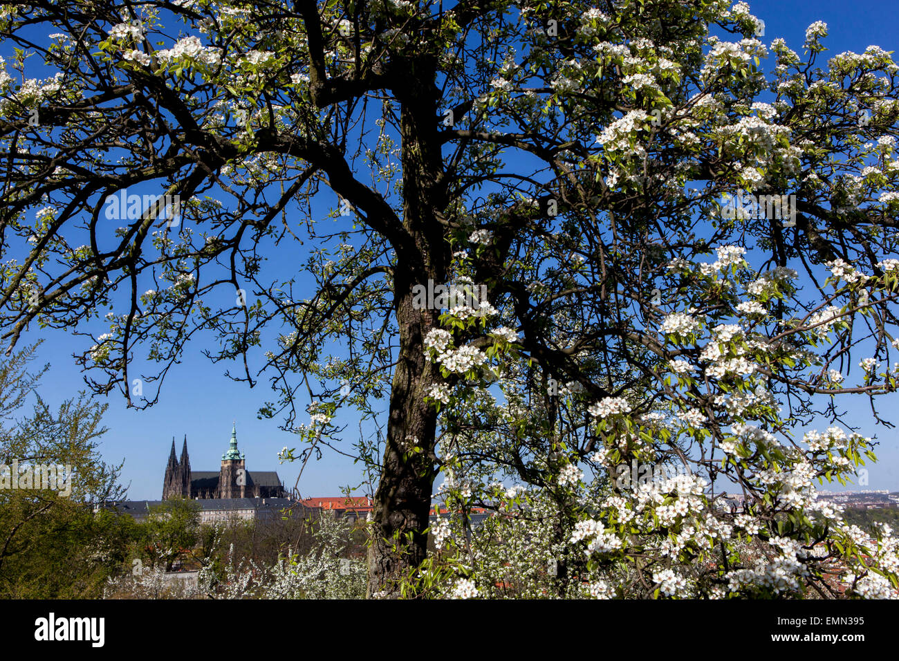 Blick auf die Prager Burg von Petrin-Hügel blühen, romantischen Frühling, Prager Frühling, Tschechische Republik Stockfoto