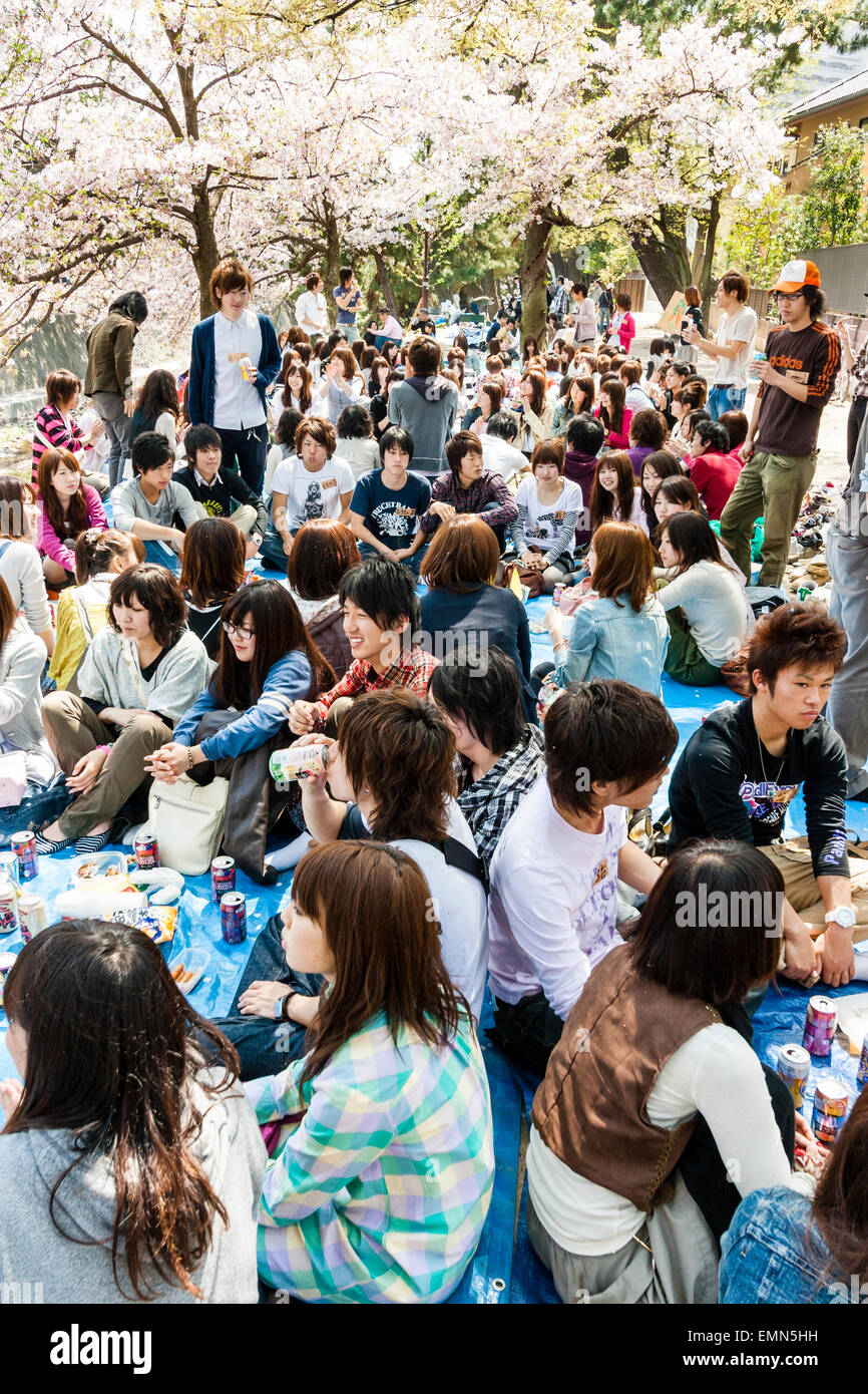 Frühling Kirschblüten-Partys in Shukugawa, Japan. Massen von jungen Erwachsenen und Jugendlichen sitzen in großen Gruppen unter den Kirschbäumen, picknicken. Stockfoto