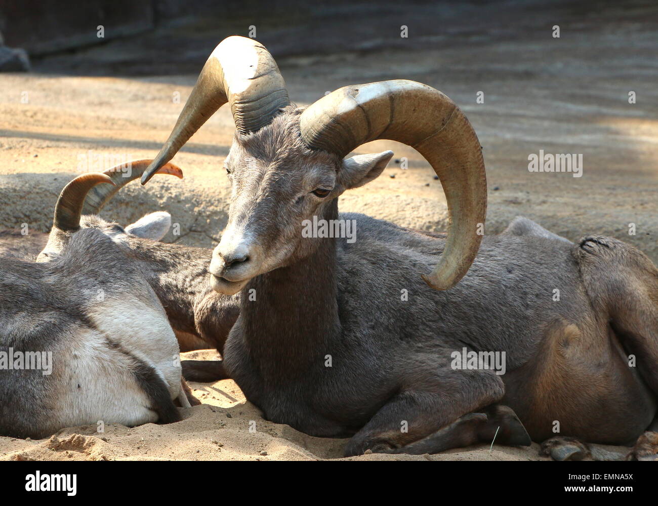 Dickhornschaf (Ovis Canadensis) ausruhen im Schatten Stockfoto