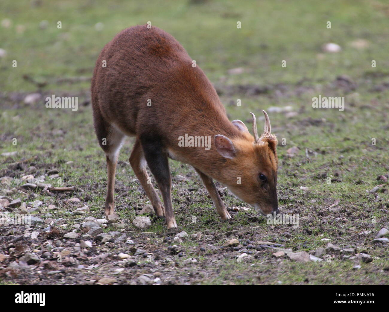 Männliche asiatische Reeve Muntjac Rotwild (Muntiacus Reevesi) Weiden Stockfoto