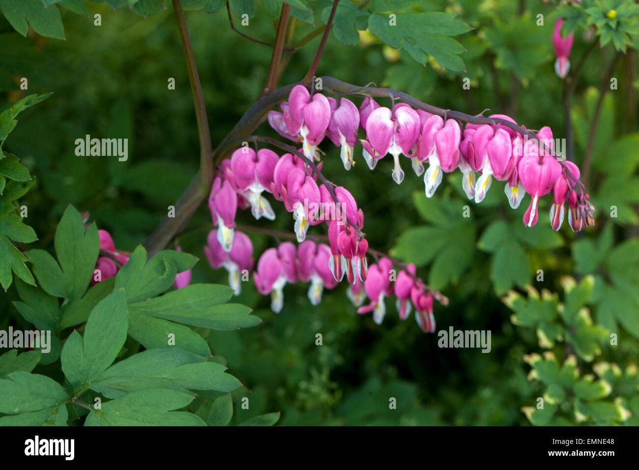 Dicentra spectabilis Lamprocapnos spectabilis Bluting Hearts Sprinh Garden Stockfoto