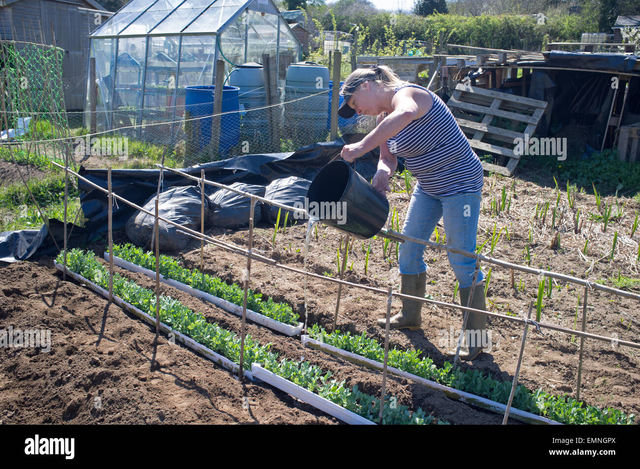 Eine Frau Gewässern Erbsen, die von einigen Dachrinnen nach der Keimung geschoben werden. Stockfoto