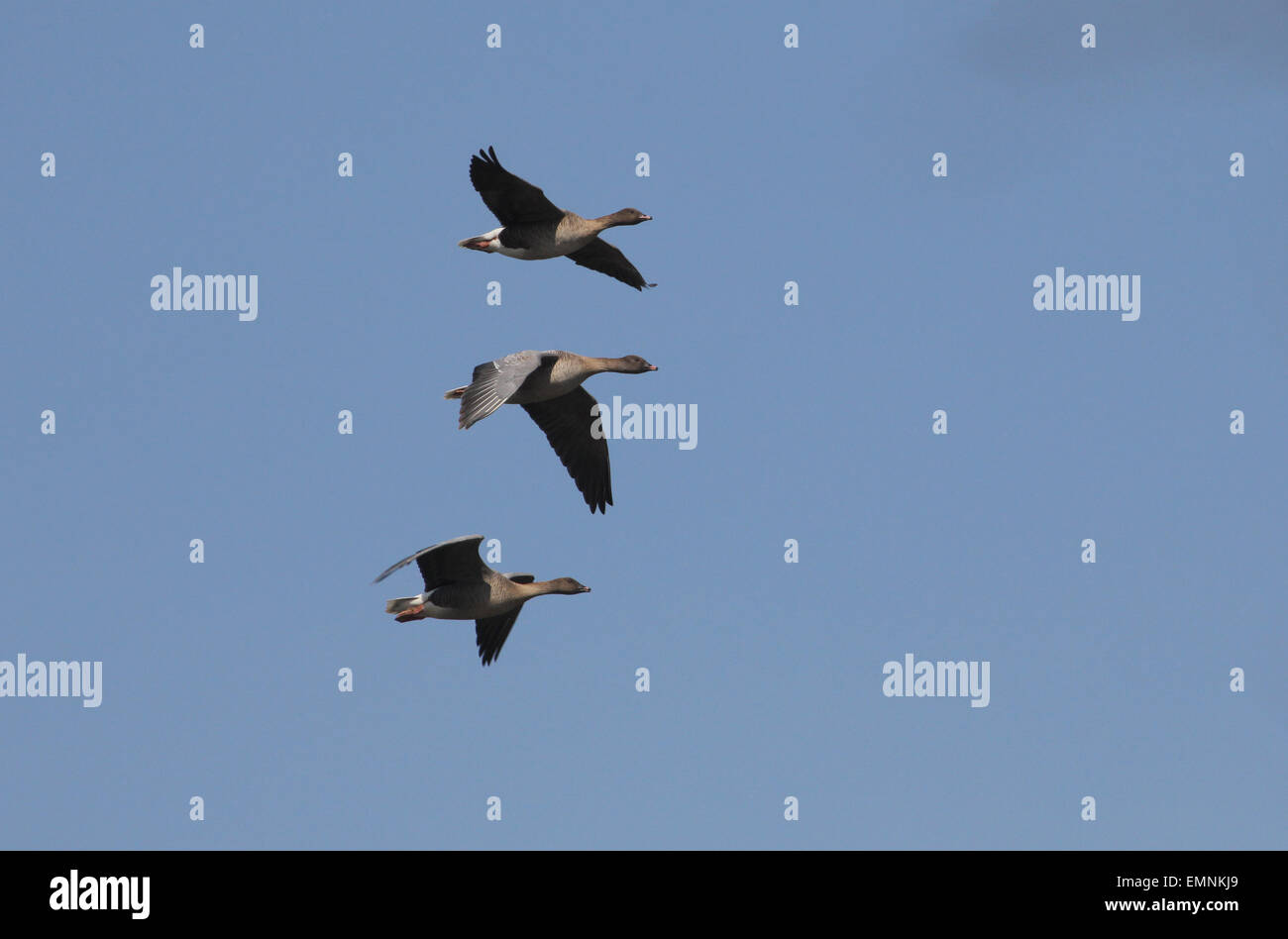 Pink-footed Gänse im Flug Stockfoto