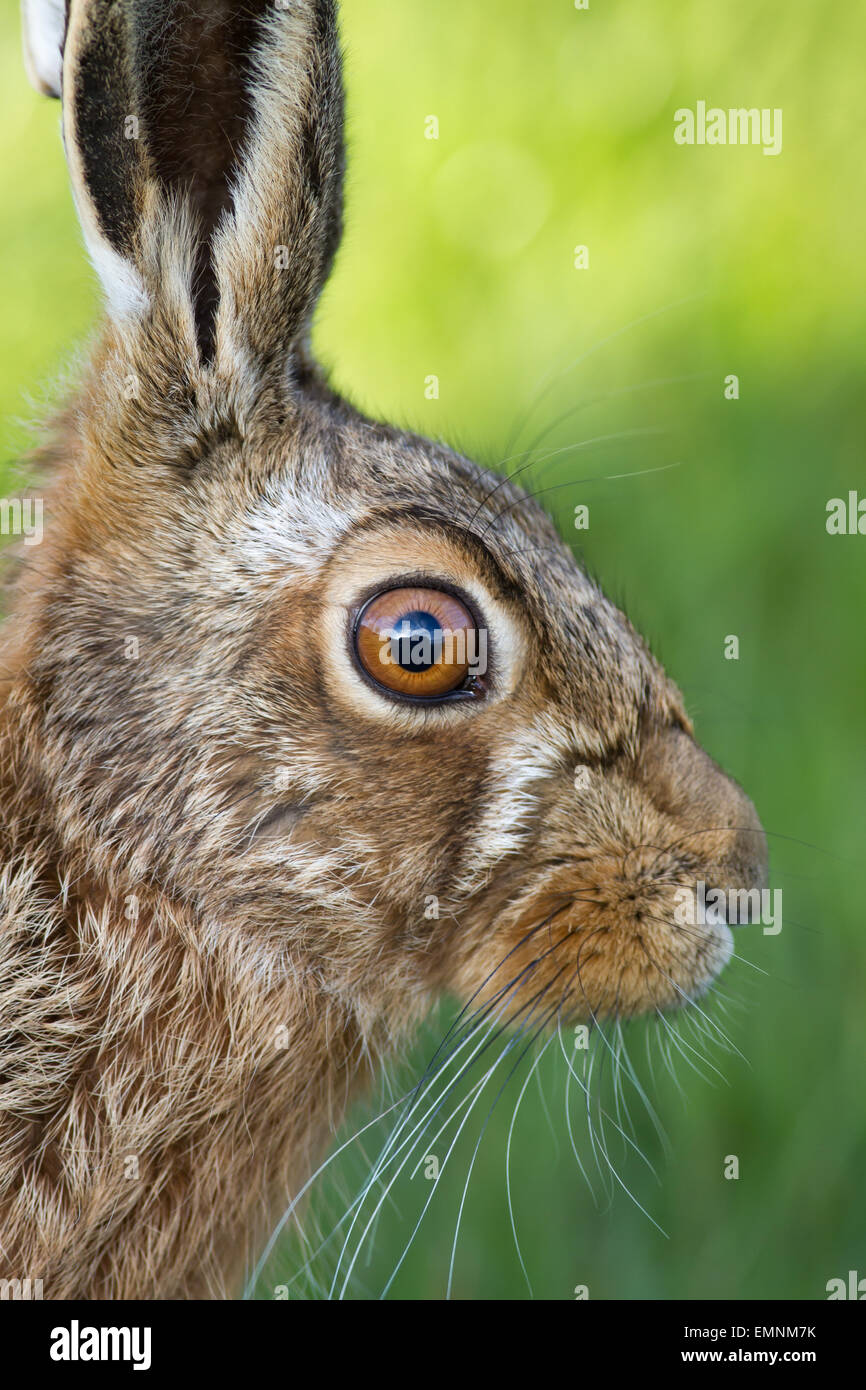 Single Erwachsenen braune Hare Porträt - Nahaufnahme von Augen und Gesicht Stockfoto