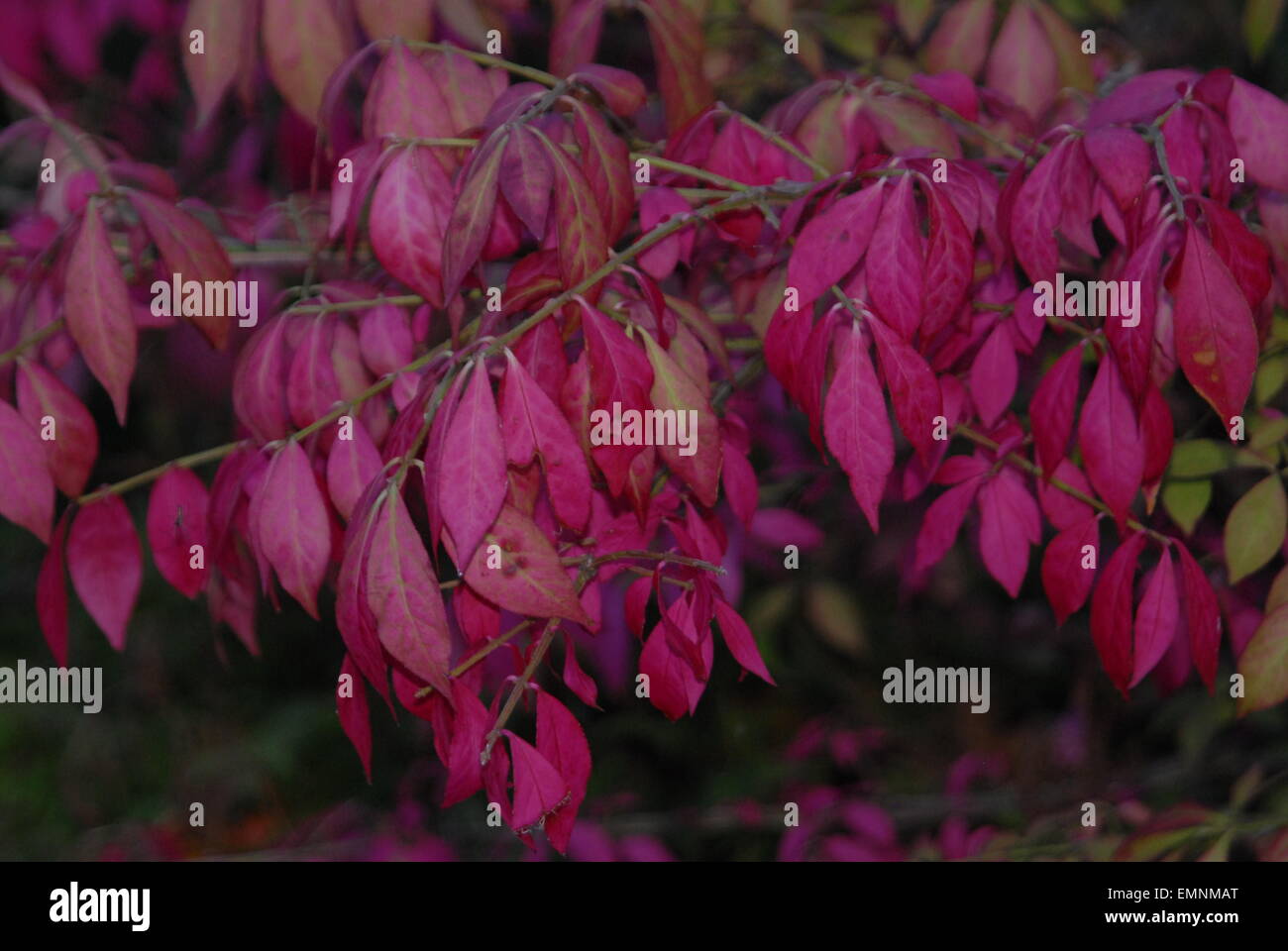 Lila Laub. Stockfoto