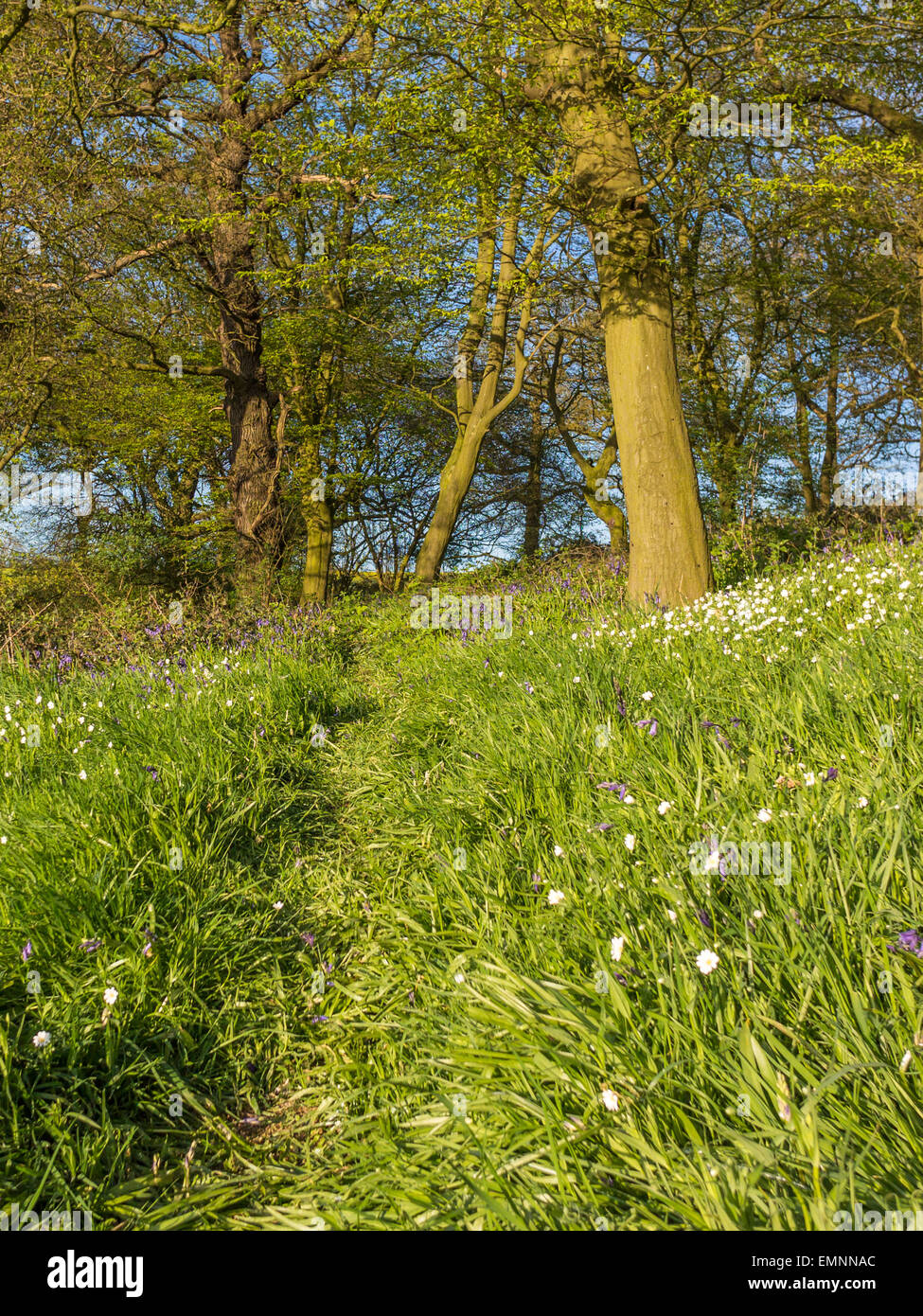 Englische Landschaft - Frühling Glockenblumen in Edwinshall Holz Stockfoto