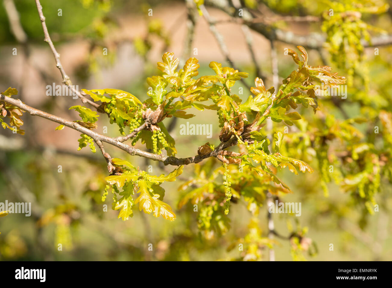 Englische Stieleiche, Quercus Robur und ein blühender Zweig, männlicher Blütenstand Blüten Kätzchen mit der Entwicklung von neuen Blätter Stockfoto