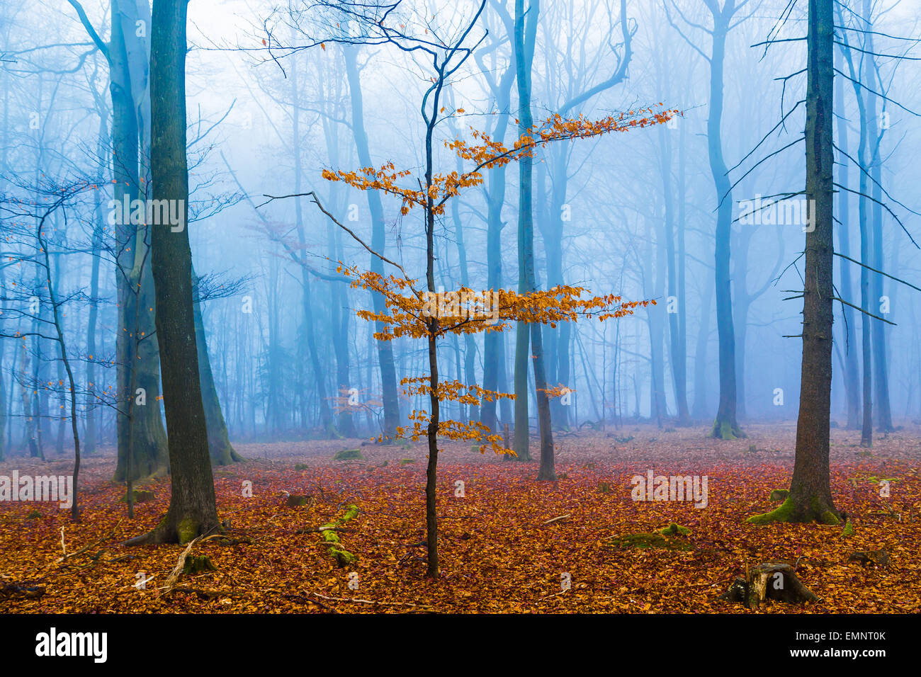 Fantasy Wald mit Nebel und Orange Laub. Stockfoto