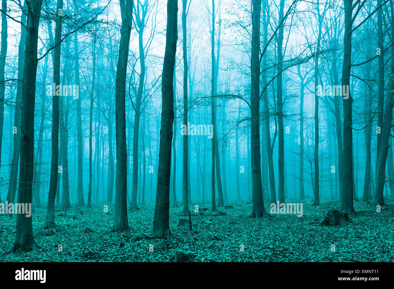 Fantasy-Wald im Nebel in grün. Stockfoto