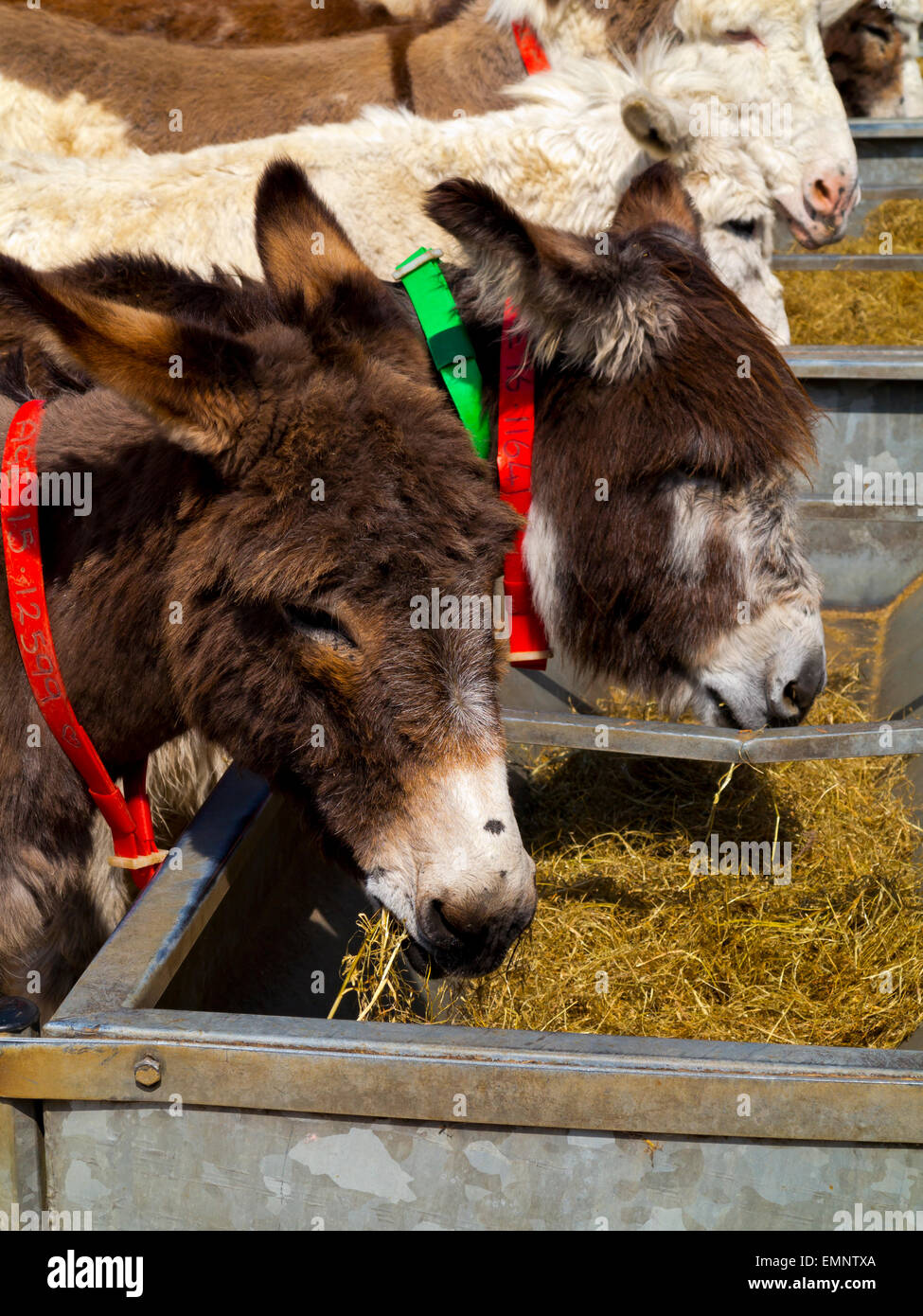 Esel fressen in The Donkey Sanctuary in Sidmouth Devon England UK eine Wohltätigkeitsorganisation gegründet 1969 von Dr. Elisabeth Svendsen Stockfoto