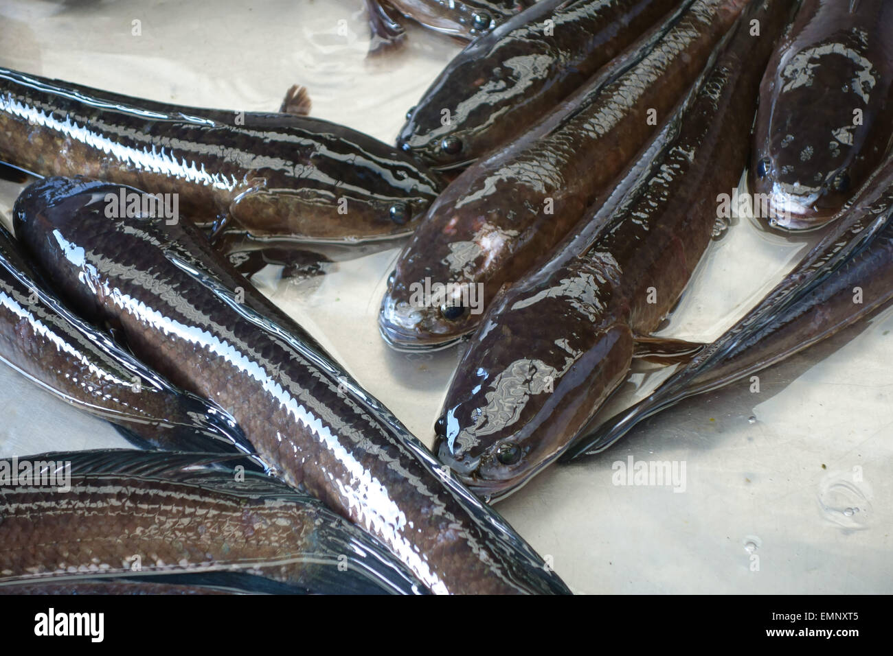 Wels, meist wohnen, in einem Stall in aBangkok Lebensmittelmarkt Stockfoto