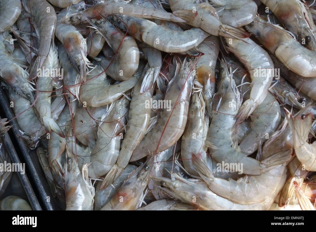 Riesengarnelen aus dem Fluss auf einem frischen Stall in einen Lebensmittelmarkt Bangkok, Thailand Stockfoto