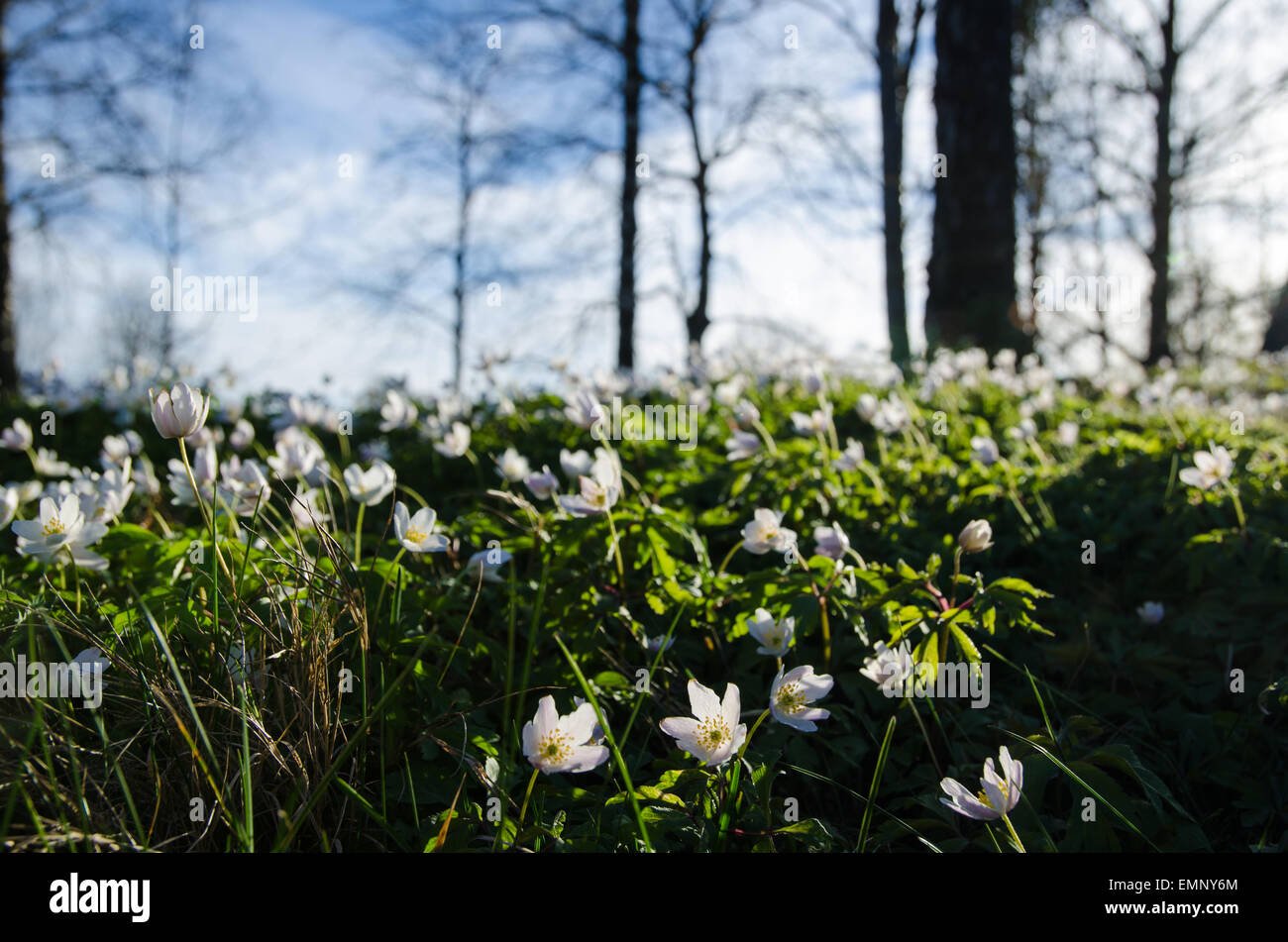 Niedrigen Winkel Bild des Windflowers am Boden leve Stockfoto