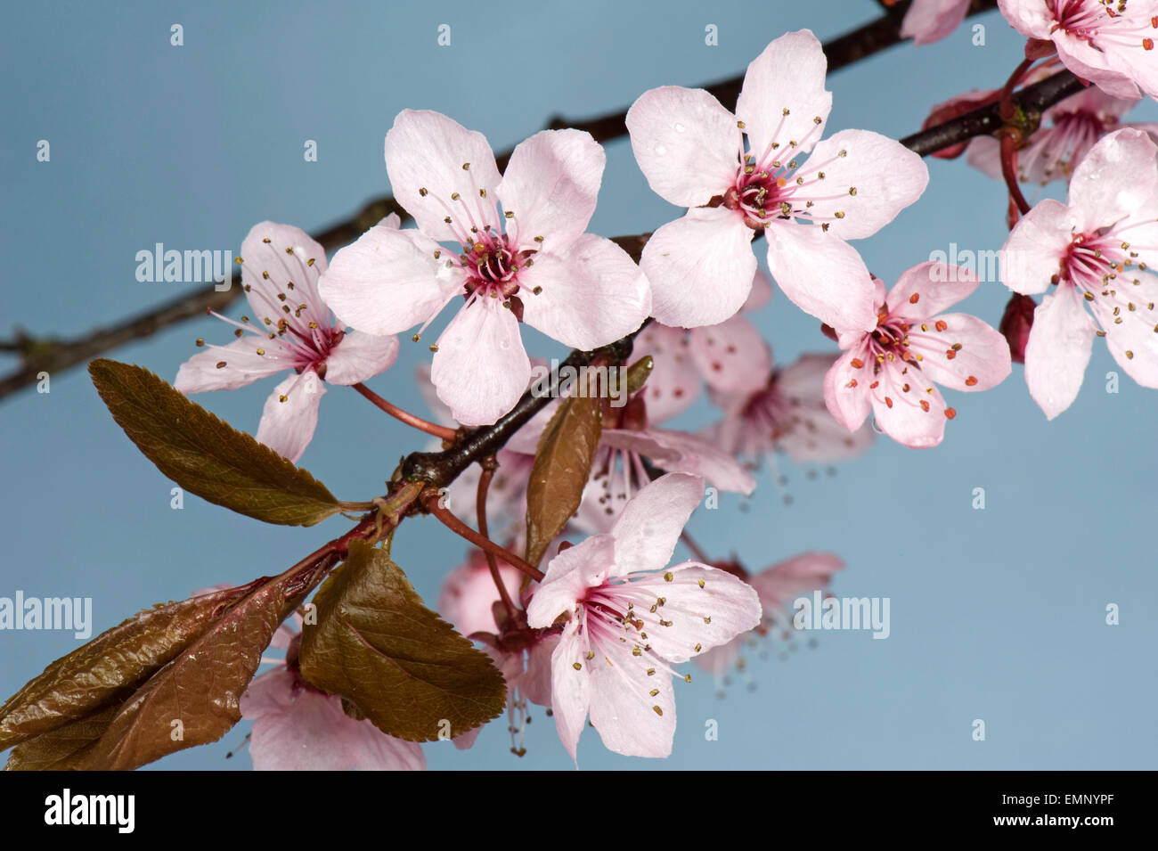 Rosa Blüten auf einem Baum Kirschpflaume, Blätter Prunus Cerasifera 'Pissaardii', mit dunkelroten Blüten im zeitigen Frühjahr Stockfoto