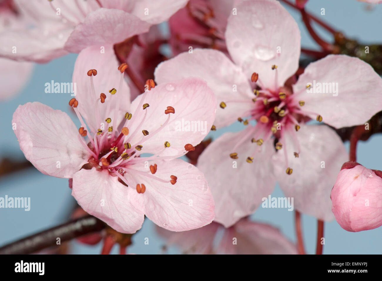 Rosa Blüten auf einem Baum Kirschpflaume, Blätter Prunus Cerasifera 'Pissaardii', mit dunkelroten Blüten im zeitigen Frühjahr Stockfoto