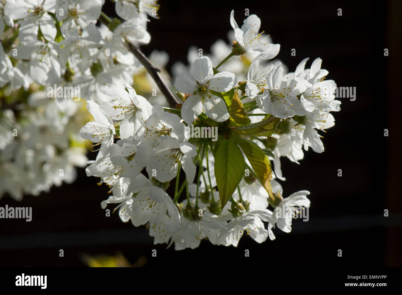 Blüten von Wild oder Vogel-Kirsche, Prunus Avium, Rückseite beleuchtet im Frühjahr Stockfoto