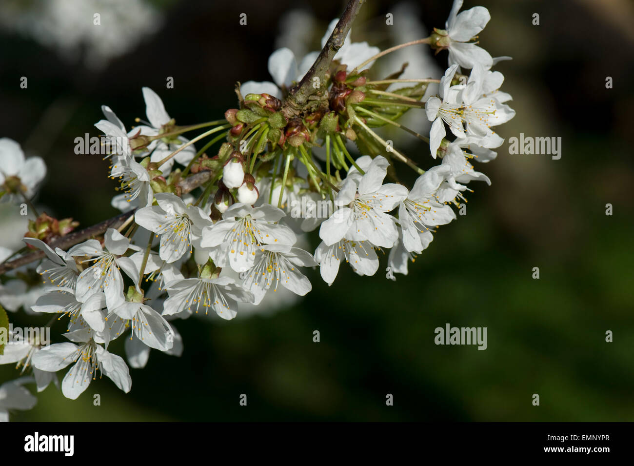Blüten von Wild oder Vogel-Kirsche, Prunus Avium, Rückseite beleuchtet im Frühjahr Stockfoto