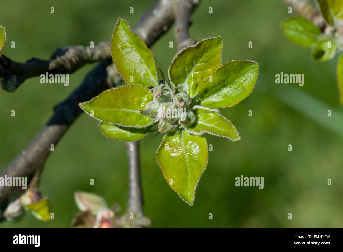 Grüner Apfel Knospen, Blüten und Blätter, grüne Cluster, Eröffnung in der Frühlingssonne auf dem Baum Stockfoto
