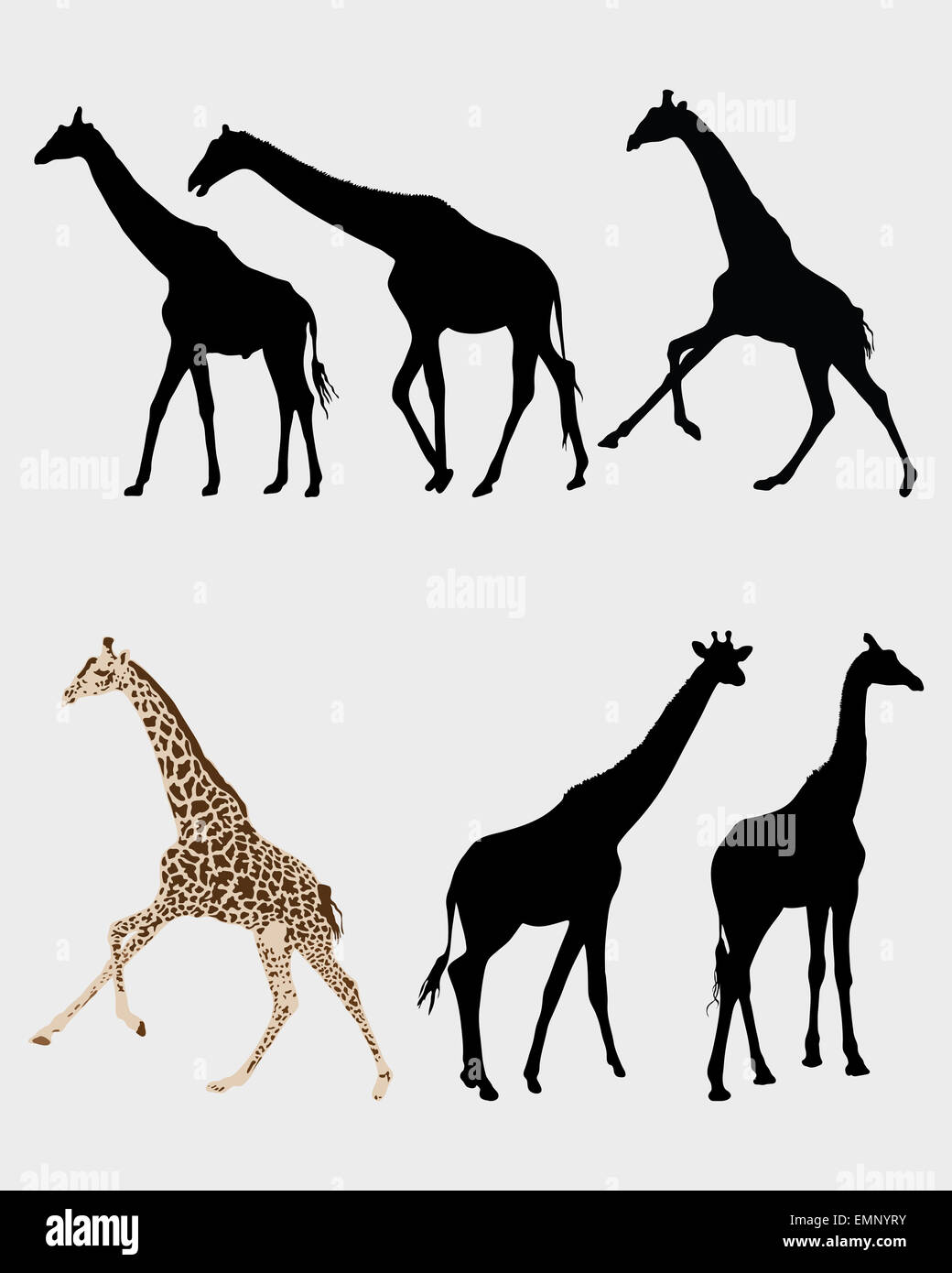 Giraffen Stockfoto