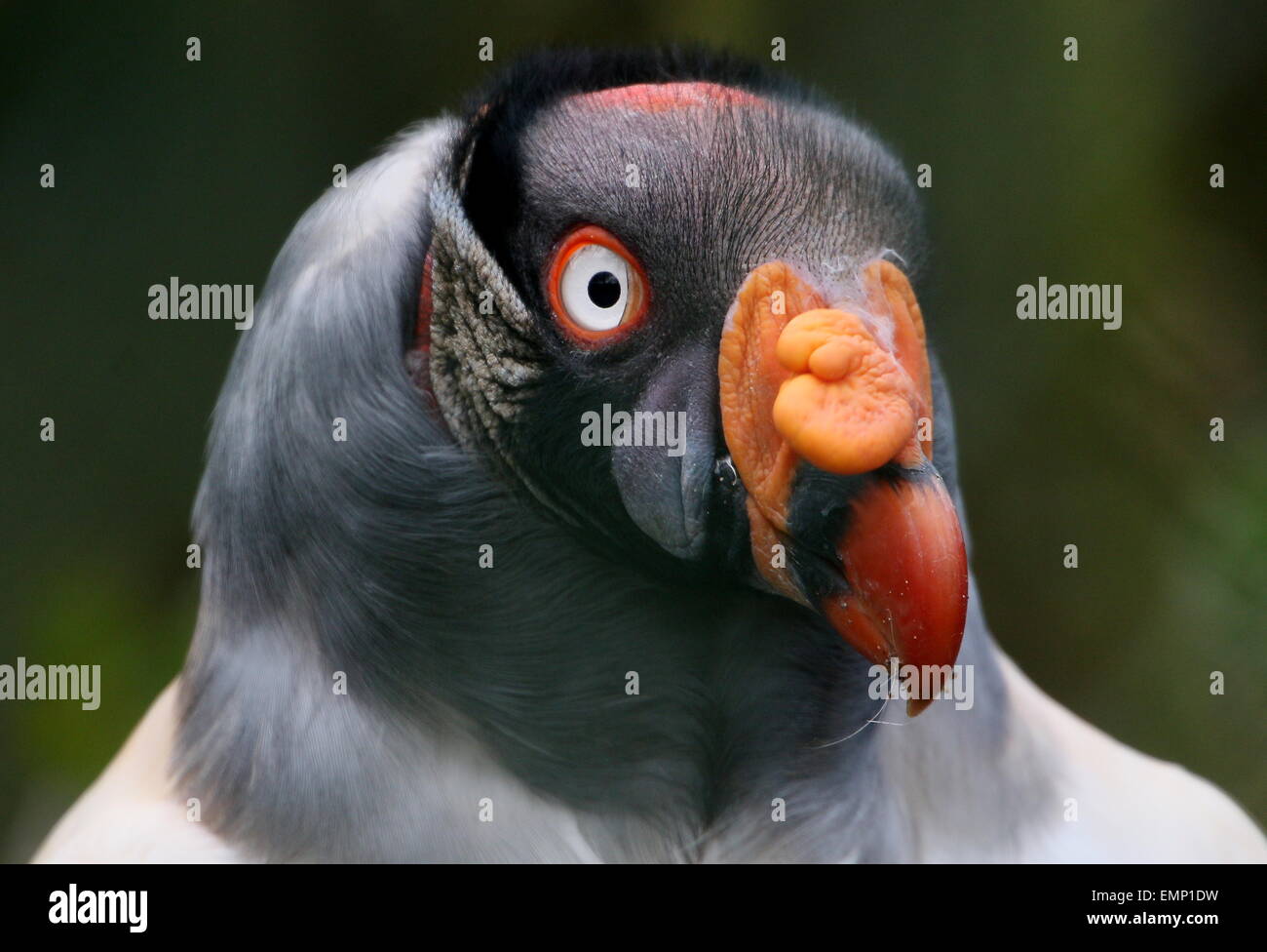 Nahaufnahme des Kopfes der farbenprächtigen American King Geier (Sarcoramphus Papa), gerichtete Kamera Stockfoto