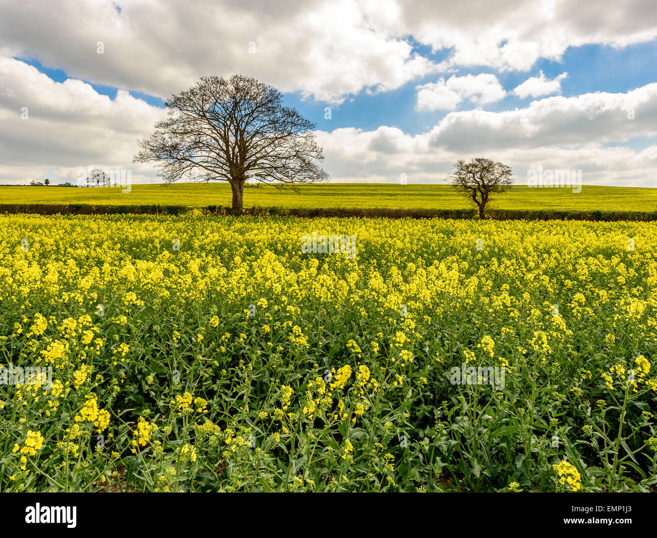 Einen herrlichen Blick auf die Rapsfelder der Chiltern Hills im zeitigen Frühjahr in der Blüte. Stockfoto