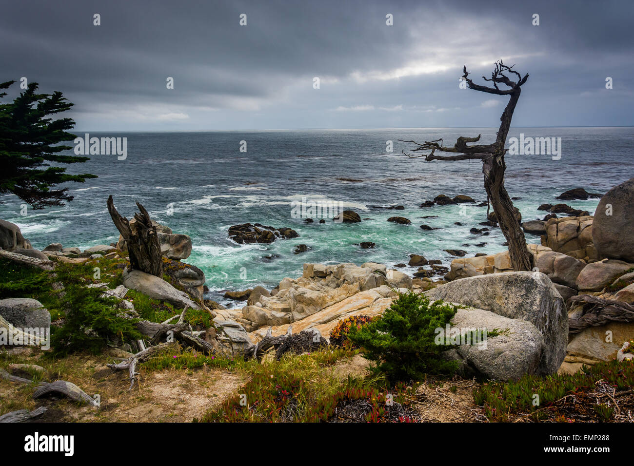 Der Ghost-Baum und den Pazifischen Ozean, gesehen von der 17 Mile Drive in Pebble Beach, Kalifornien. Stockfoto