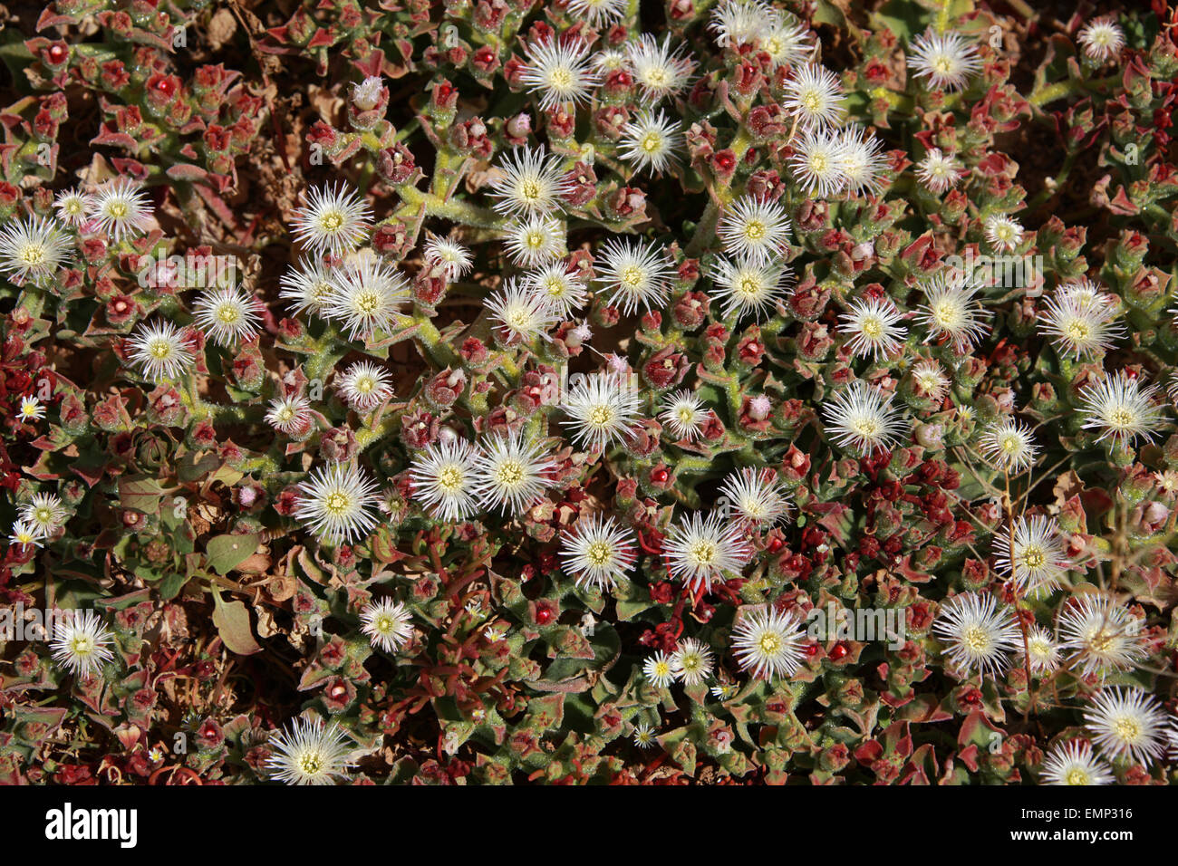 Ice-Werk, Mesembryanthemum Crystallinum, Mittagsblumengewächsen. Fuerteventura, Kanarische Inseln, Spanien. Stockfoto