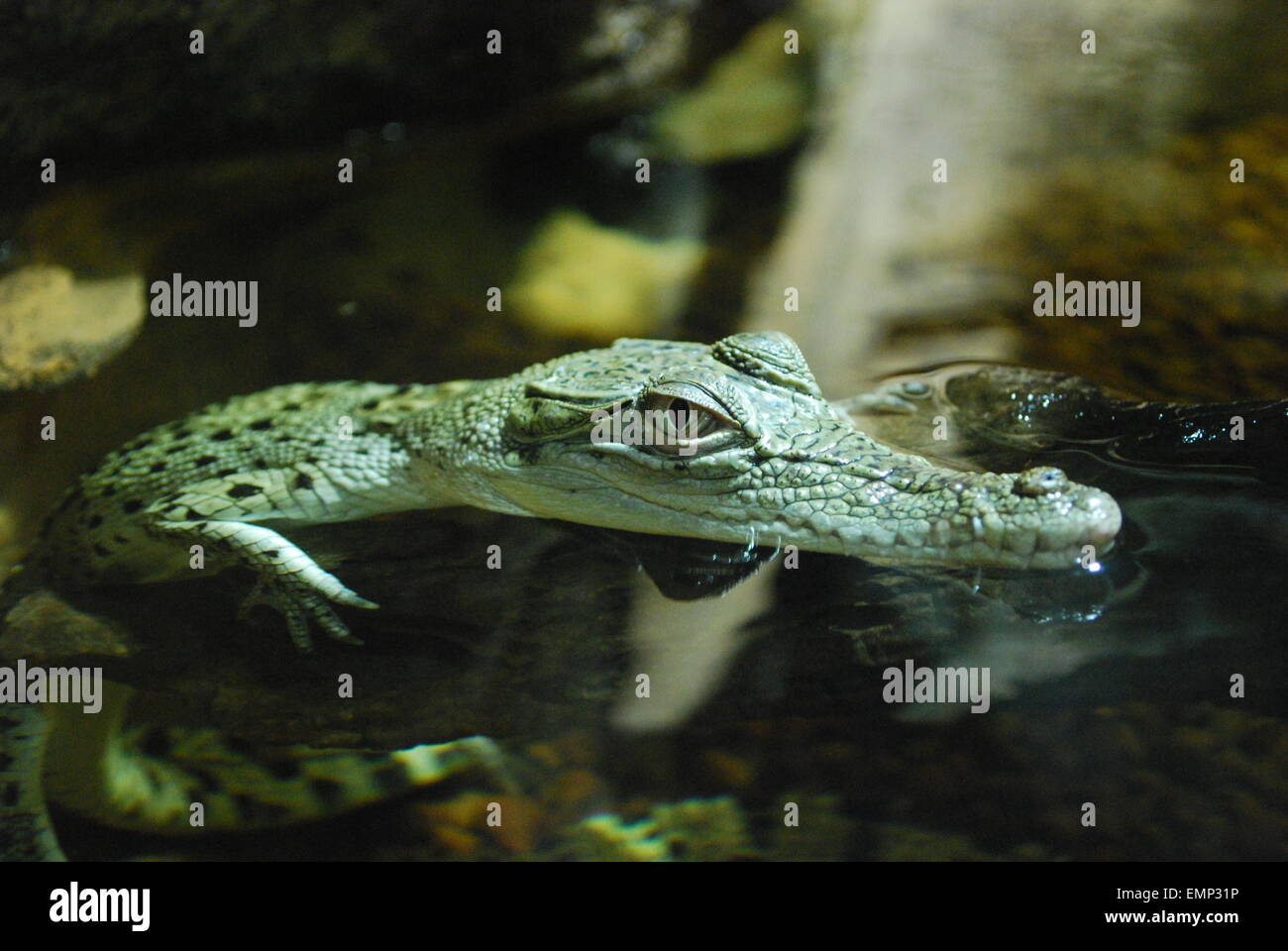 Baby-Krokodil in Australien. Stockfoto