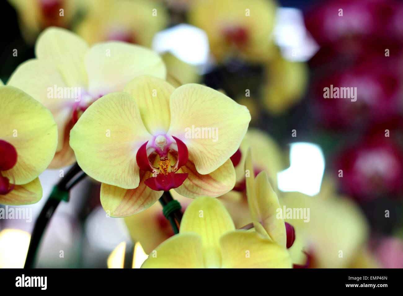 Blühende Orchideen Stockfoto