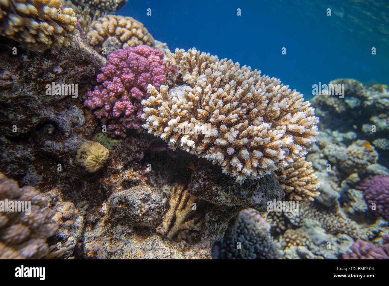 Red Sea Coral reef Stockfotografie - Alamy