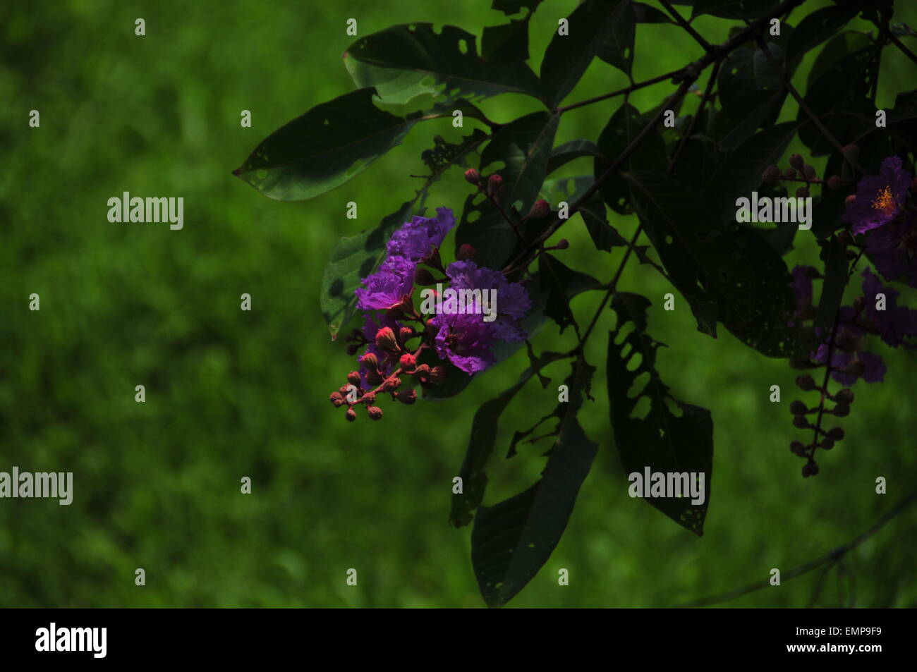 Wunderschöne violette Blume. Stockfoto