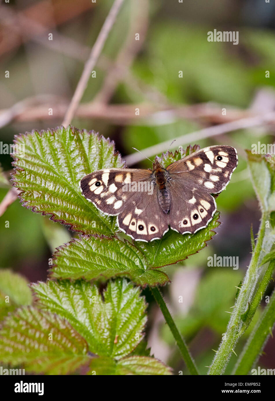 Gesprenkelte Holz Schmetterling ruht auf Brombeere. Bookham Common, Surrey, England. Stockfoto