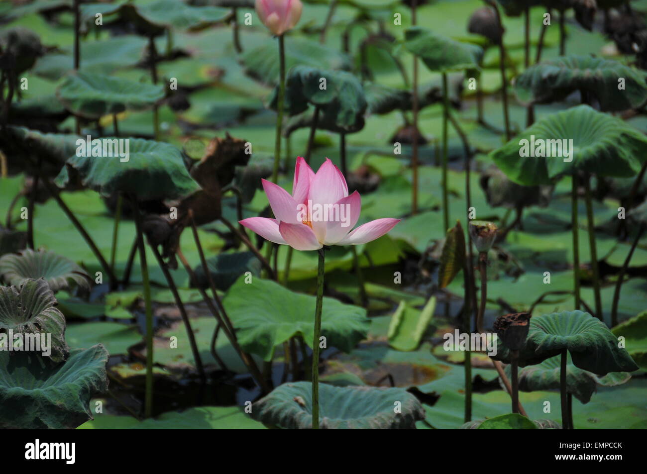 Schöne Lotus Stockfoto
