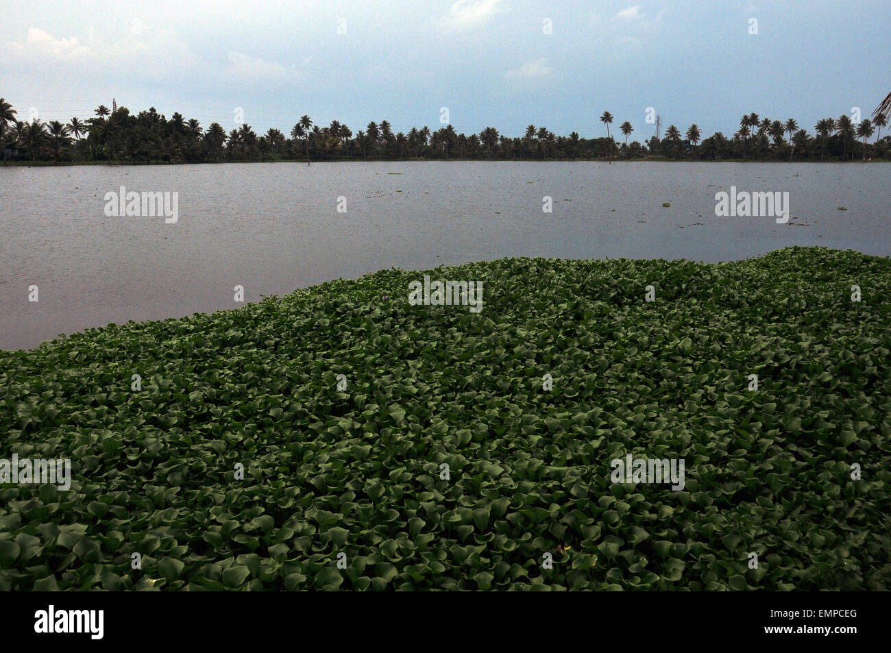 Wunderschöne Aussicht auf Nebengewässer und Kokospflanzen Stockfoto